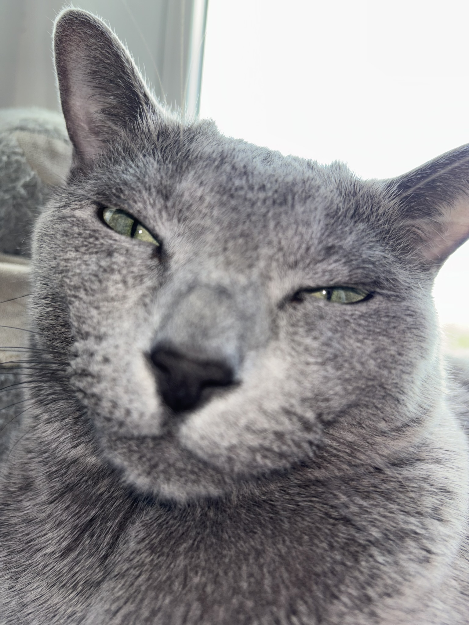 Programmer cat